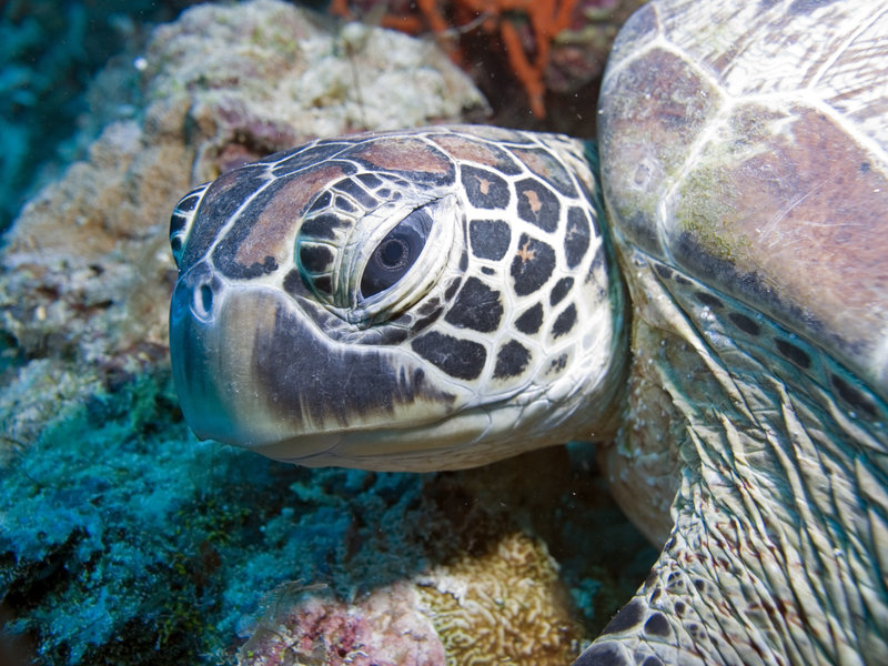 Turtle, Turtle Patch